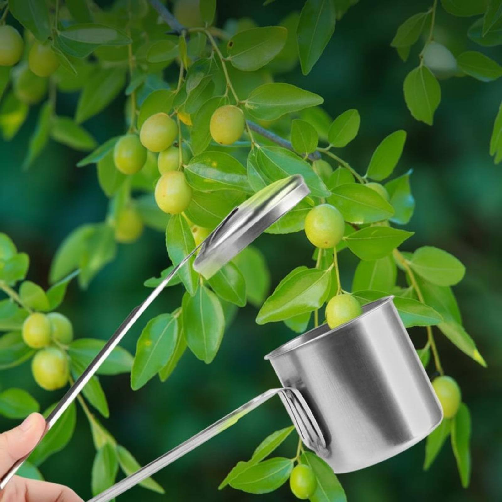 Gardening Tools Uses - Bardak Meyve Toplayıcı Paslanmaz Çelik Meyve